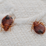 How Does Monsoon Increase The Chance Of Bed Bug Issues In Your Office And Residence ?